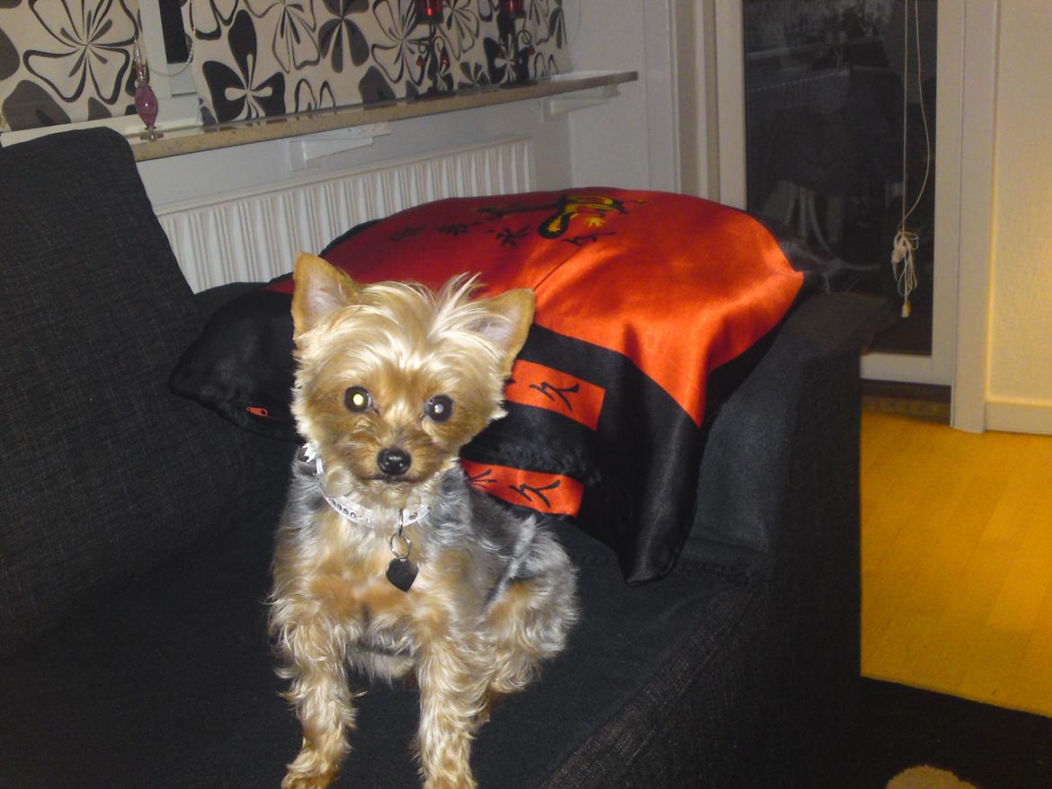Yorkshire terrier Betsy - Jaa, jeg er sød :)  billede 24