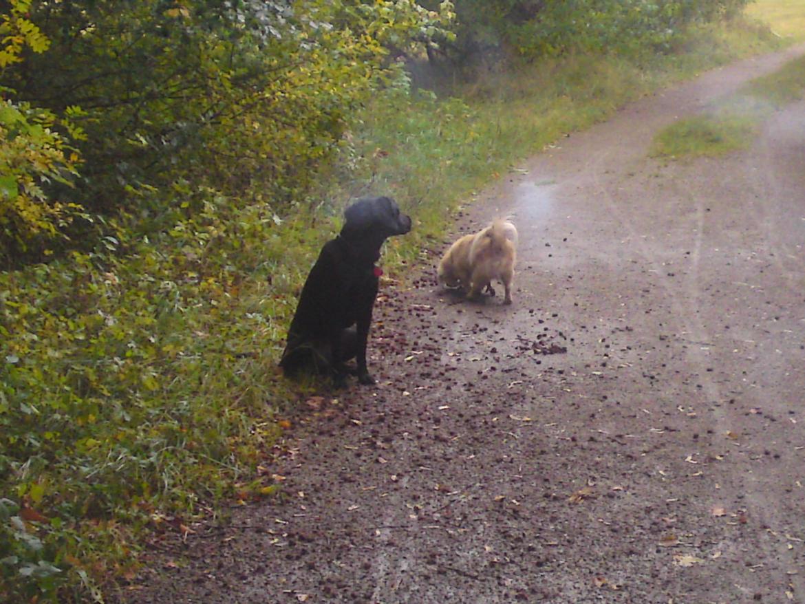 Blanding af racer Gaby - Gaz og jeg er i skoven, og han snuser bare såå meget. Jeg må heller vente på ham billede 27