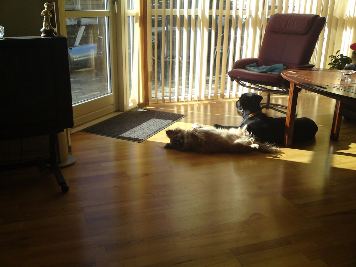 Blanding af racer Gaby - Jeg er på besøg ved Gaz, og han ligger rigtig og gøre sig til.  billede 28