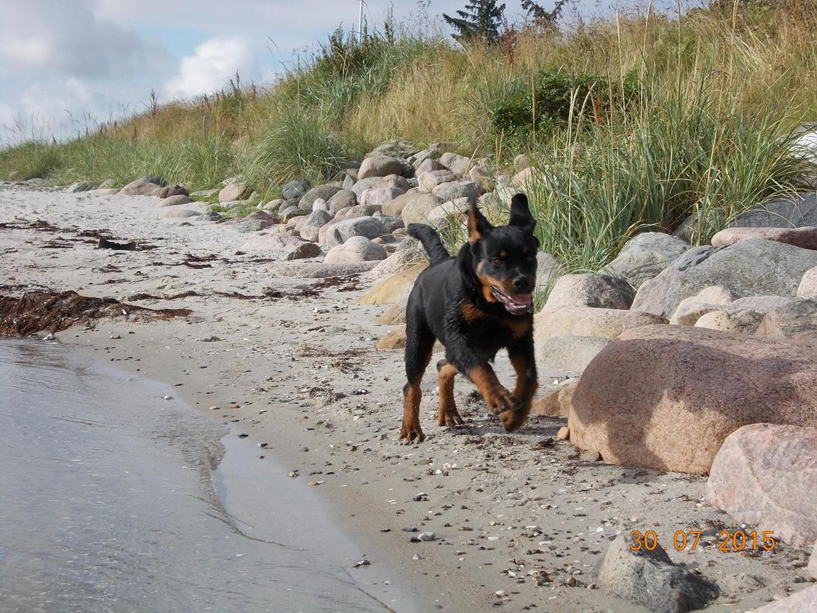 Rottweiler Hedegårds Xander billede 16