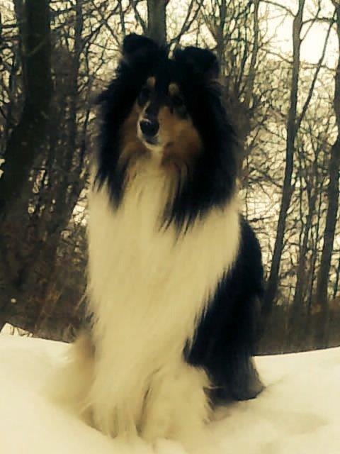 Collie langhåret Luffe billede 10