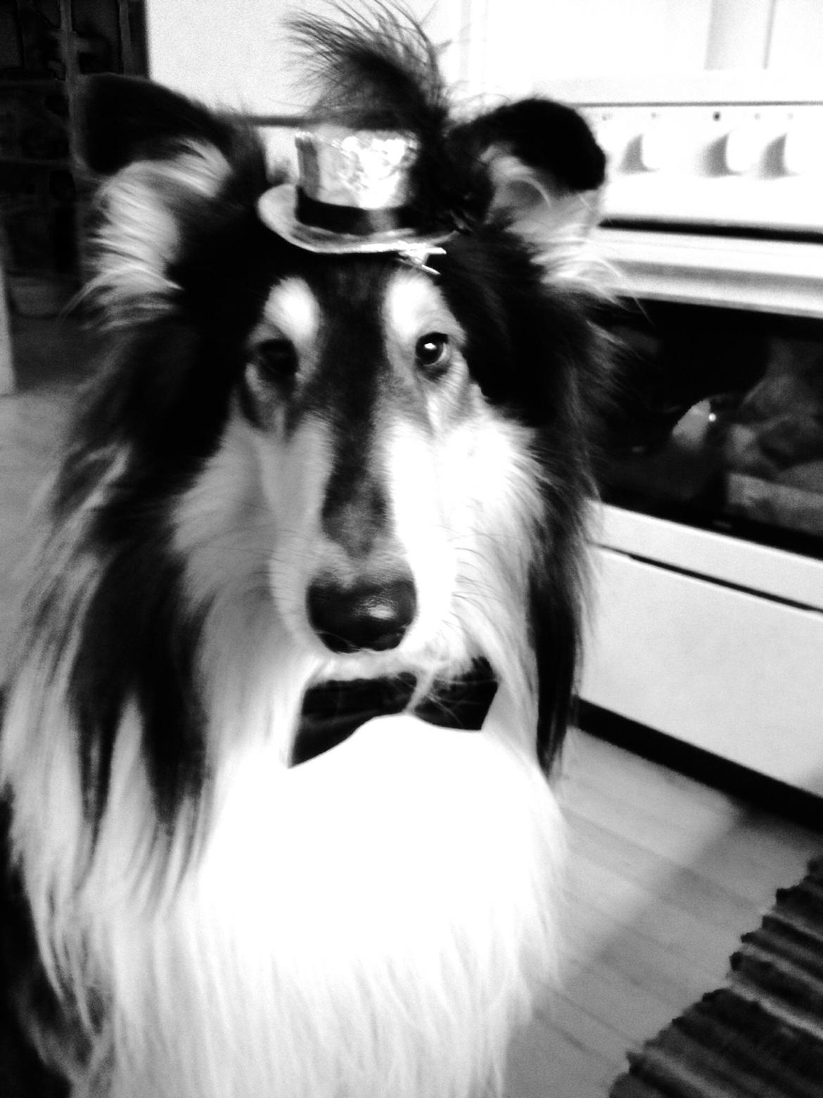 Collie langhåret Luffe billede 11