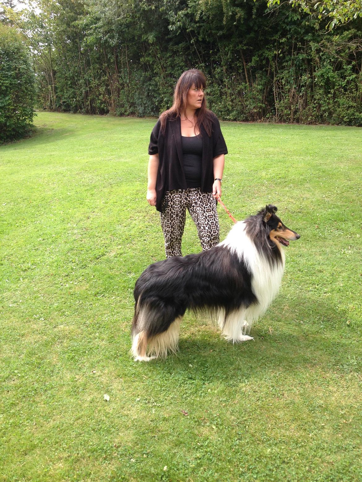 Collie langhåret Luffe billede 12