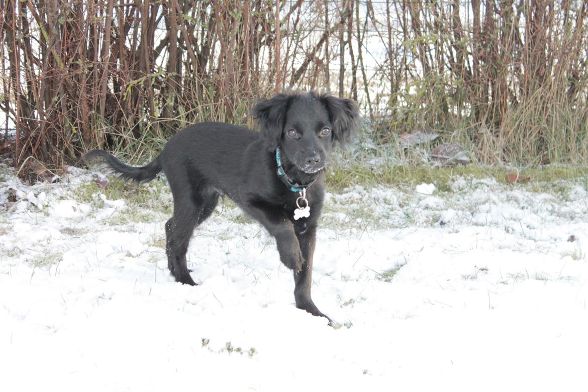 Markiesje Tristan billede 5