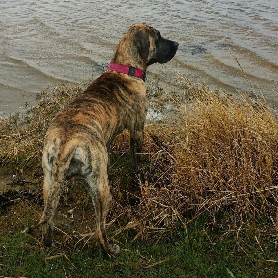 Dogo canario Fuerza bull Agarfa (Sarah) billede 20