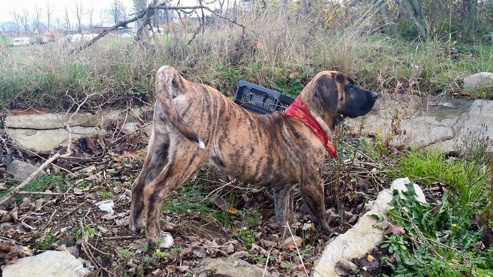 Dogo canario Fuerza bull Agarfa (Sarah) billede 6