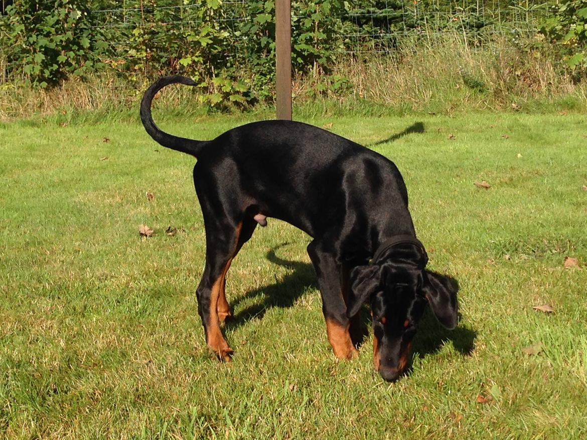 Dobermann Marco - Her samler han sit foder op billede 14