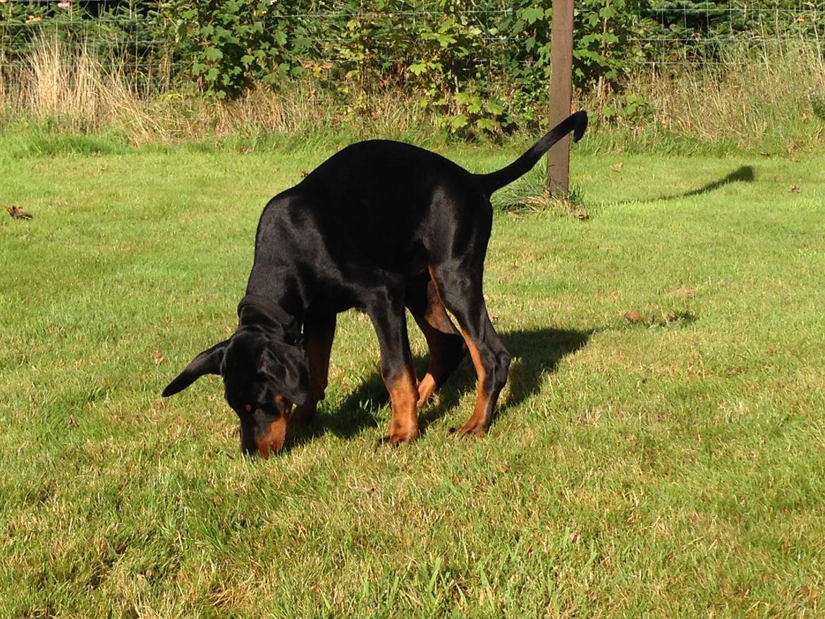 Dobermann Marco - ok, vi skal snart have bundet de ører lidt ned ;-) billede 15