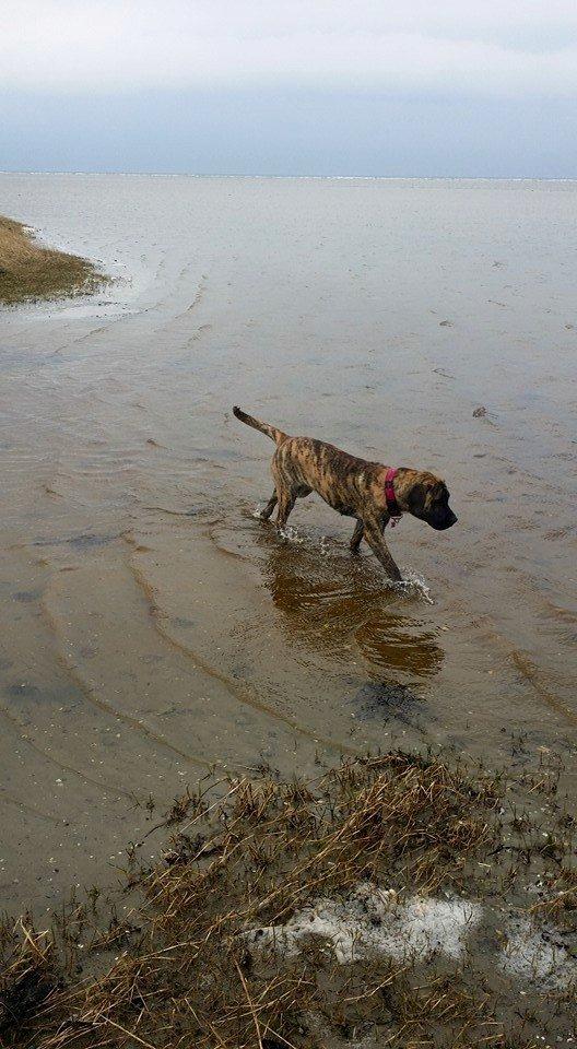 Dogo canario Fuerza bull Agarfa (Sarah) billede 24