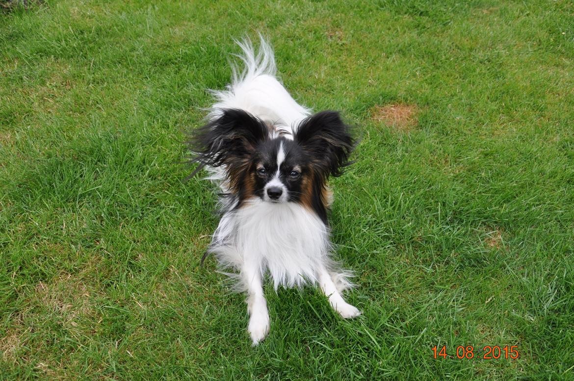 Papillon Askepots Koda "Cody" billede 2