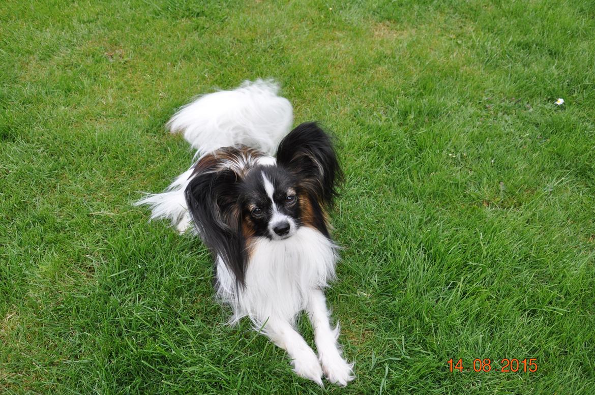 Papillon Askepots Koda "Cody" billede 3