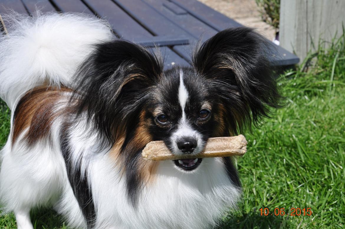 Papillon Askepots Koda "Cody" billede 5