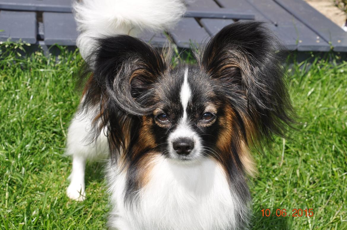 Papillon Askepots Koda "Cody" billede 6