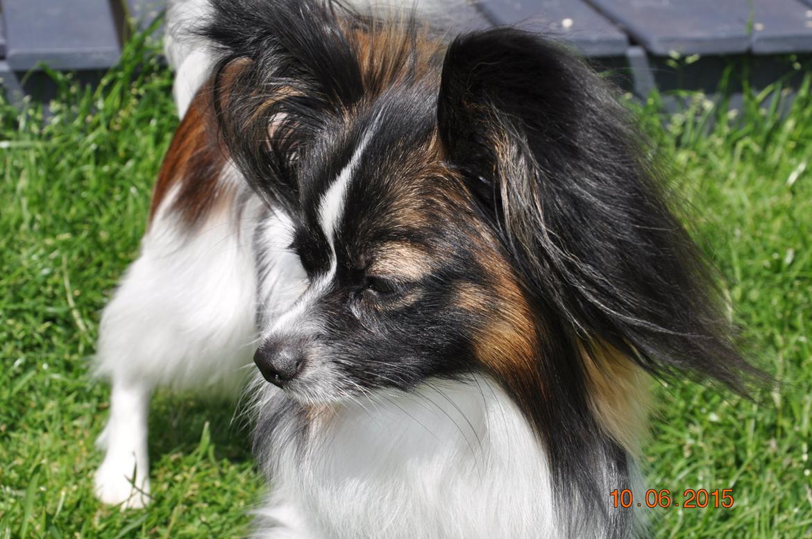 Papillon Askepots Koda "Cody" billede 7