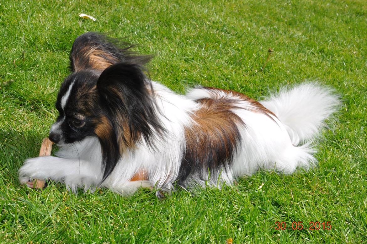 Papillon Askepots Koda "Cody" billede 8