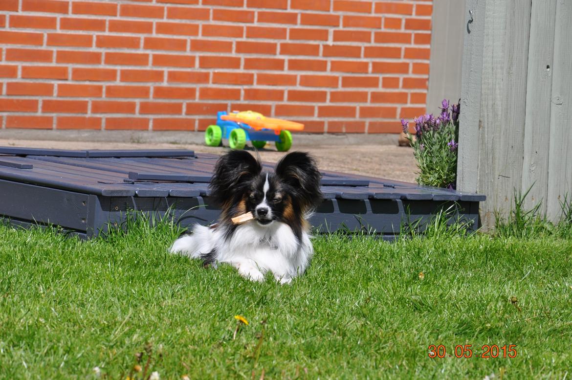 Papillon Askepots Koda "Cody" billede 9