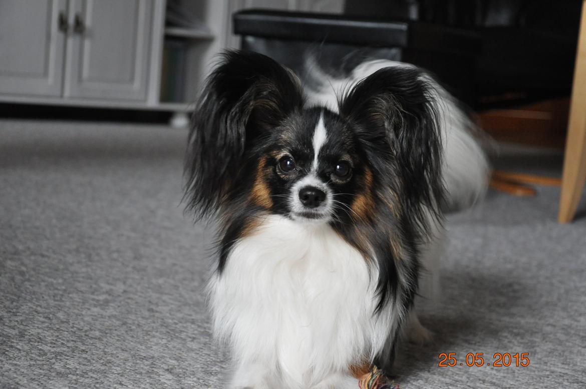 Papillon Askepots Koda "Cody" billede 10