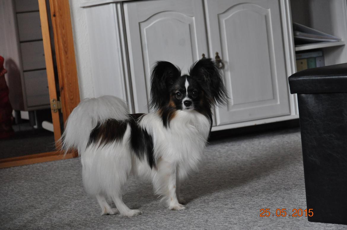 Papillon Askepots Koda "Cody" billede 11