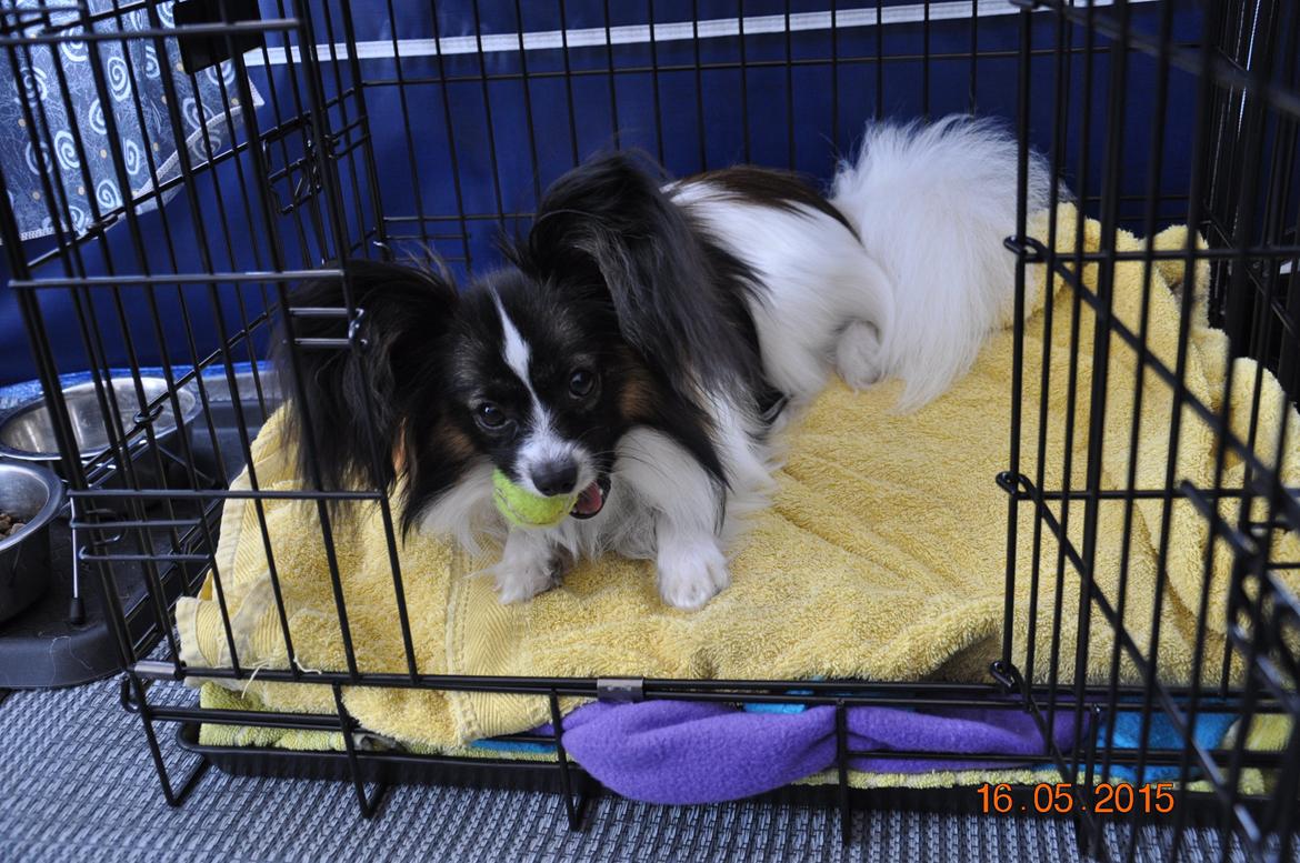 Papillon Askepots Koda "Cody" billede 12