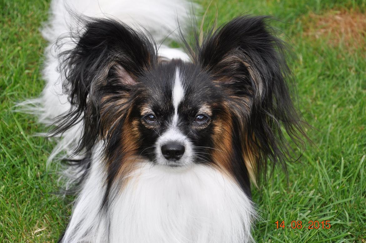 Papillon Askepots Koda "Cody" billede 1