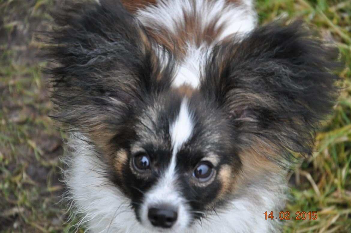 Papillon Askepots Koda "Cody" billede 14