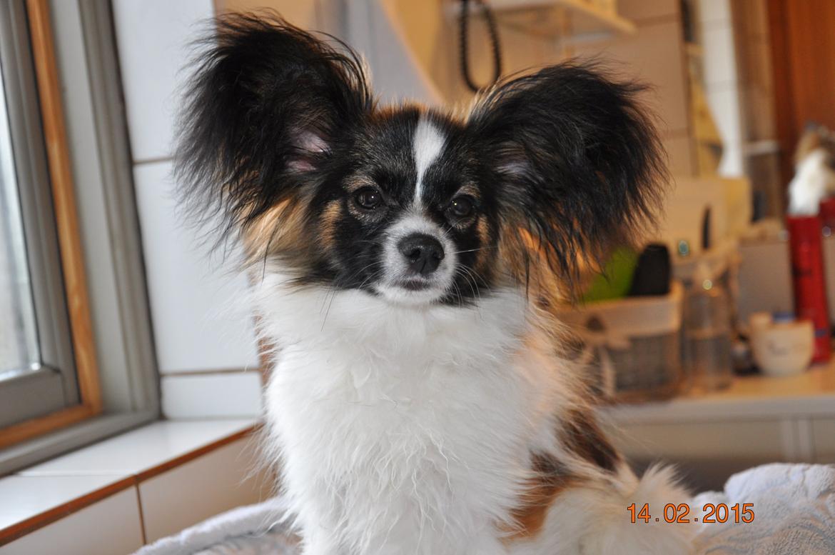 Papillon Askepots Koda "Cody" billede 16