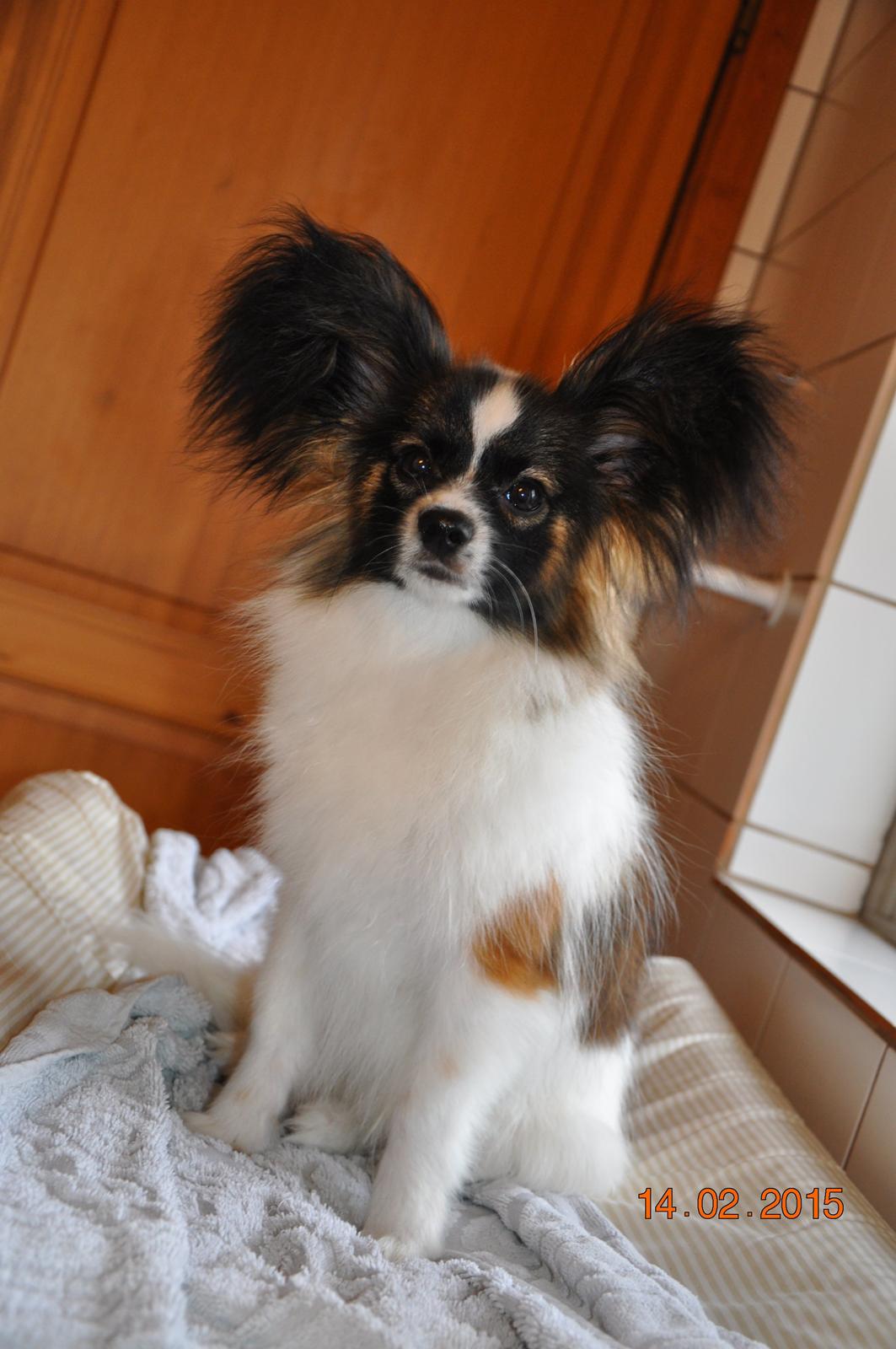 Papillon Askepots Koda "Cody" billede 18