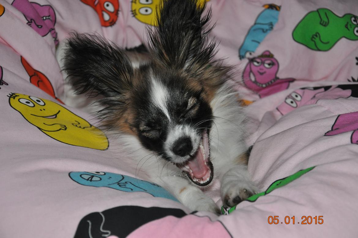 Papillon Askepots Koda "Cody" billede 19