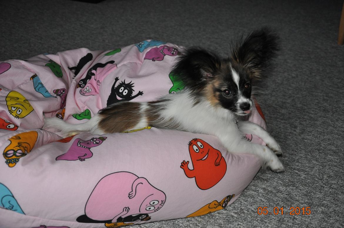 Papillon Askepots Koda "Cody" billede 20