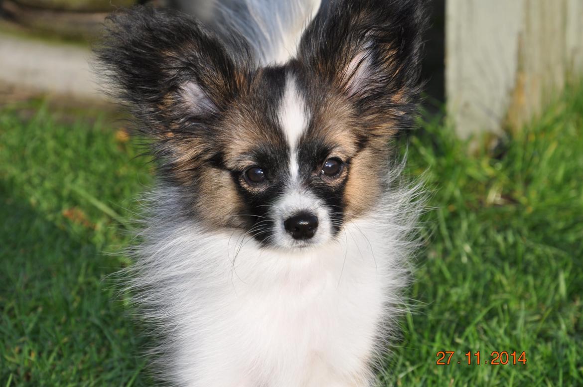 Papillon Askepots Koda "Cody" billede 21