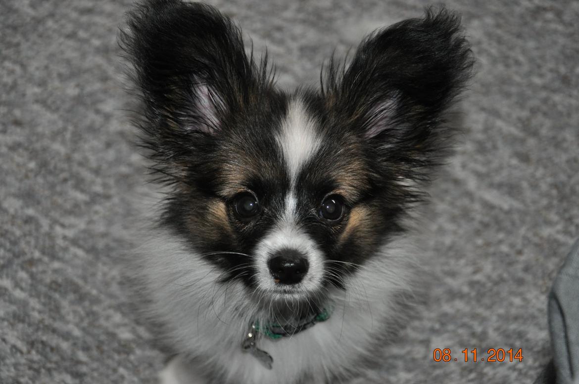 Papillon Askepots Koda "Cody" billede 24