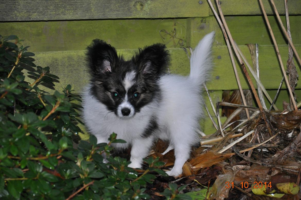 Papillon Askepots Koda "Cody" billede 26