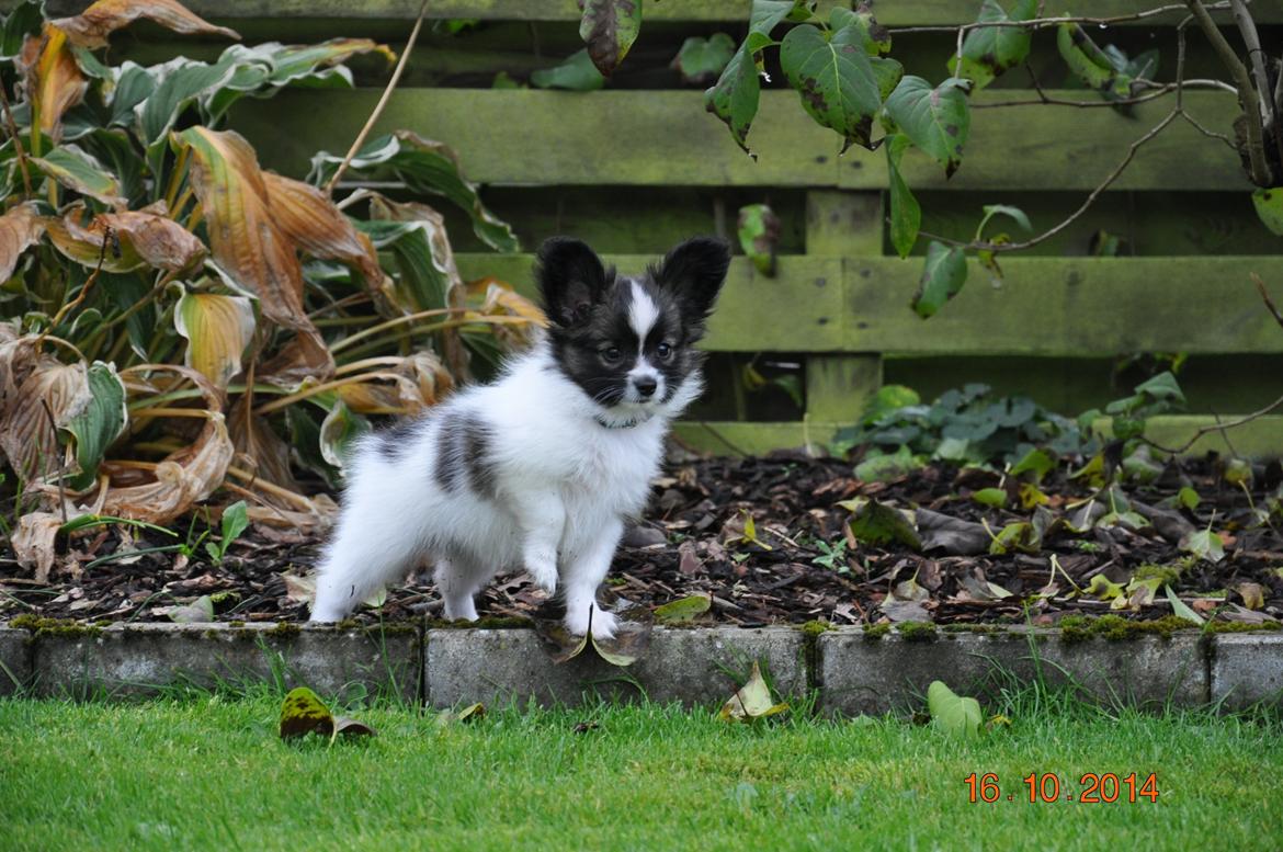 Papillon Askepots Koda "Cody" billede 28