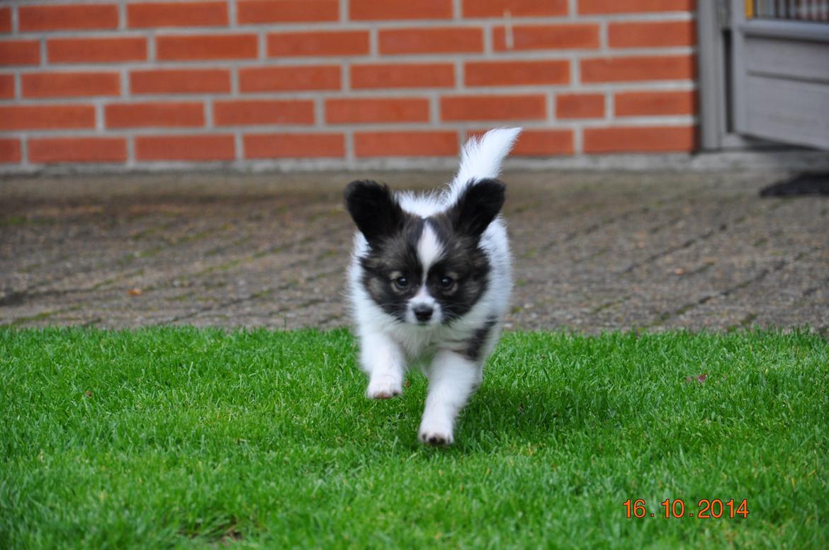 Papillon Askepots Koda "Cody" billede 29