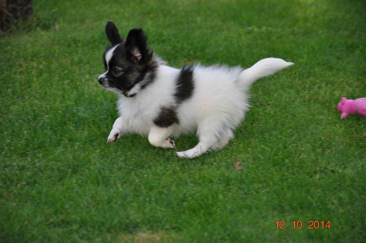 Papillon Askepots Koda "Cody" billede 33