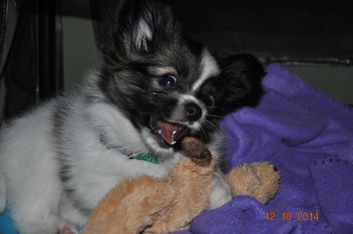 Papillon Askepots Koda "Cody" billede 35