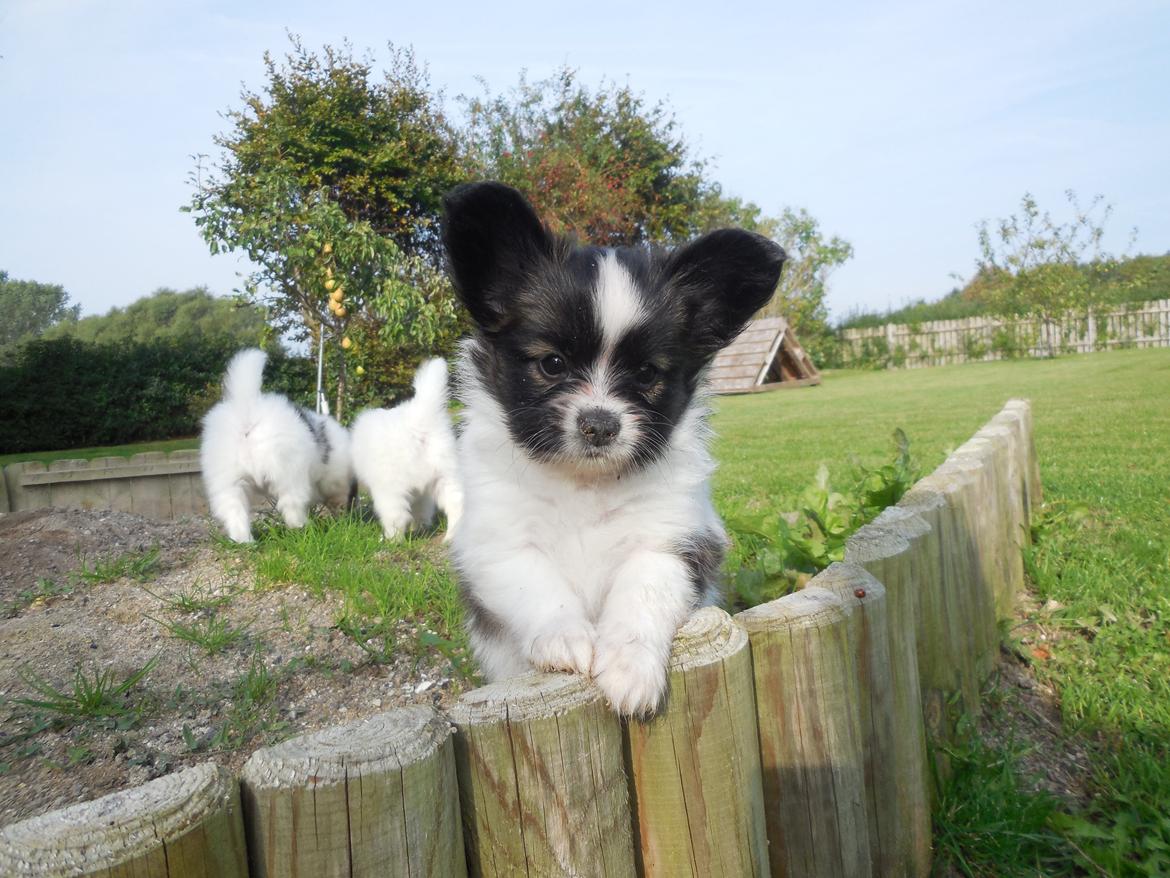 Papillon Askepots Koda "Cody" billede 36