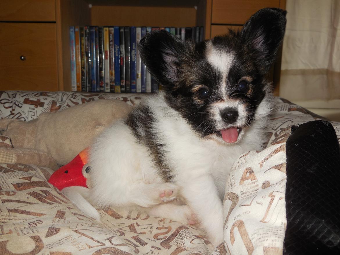 Papillon Askepots Koda "Cody" billede 37