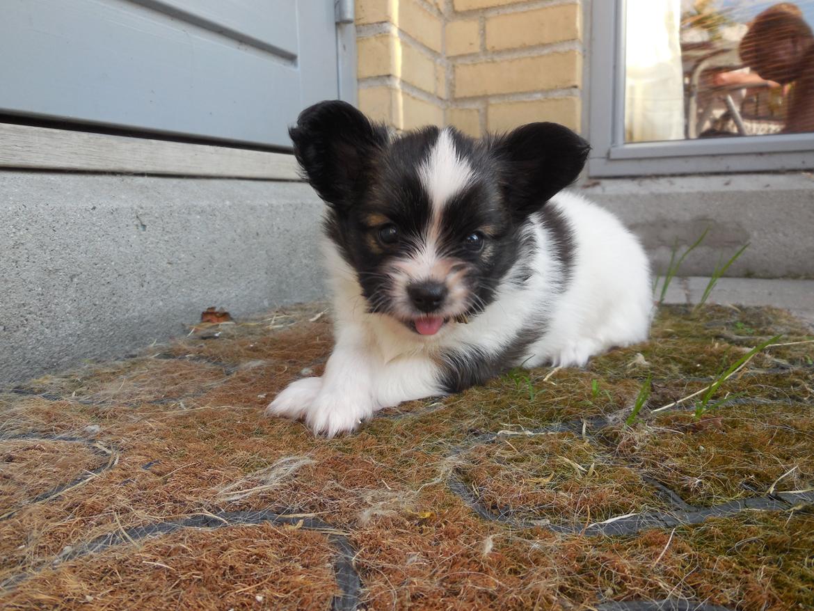 Papillon Askepots Koda "Cody" billede 38