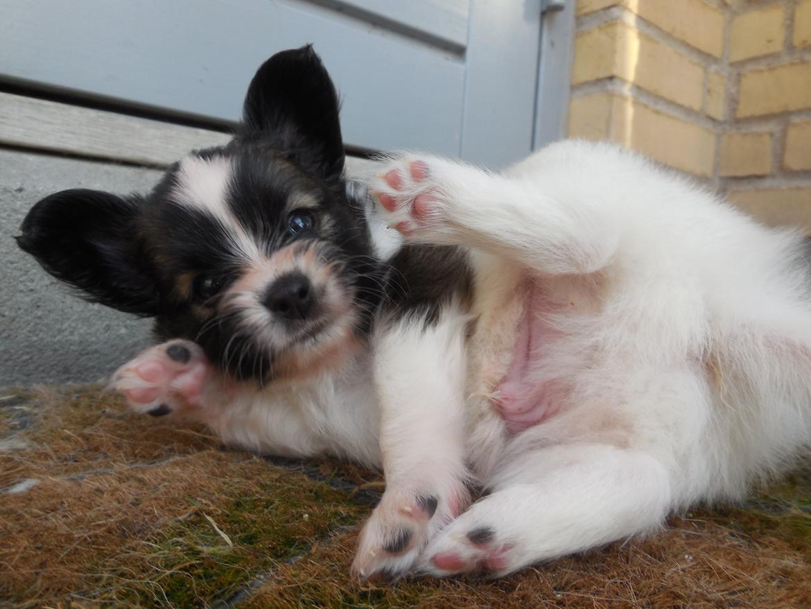 Papillon Askepots Koda "Cody" billede 39