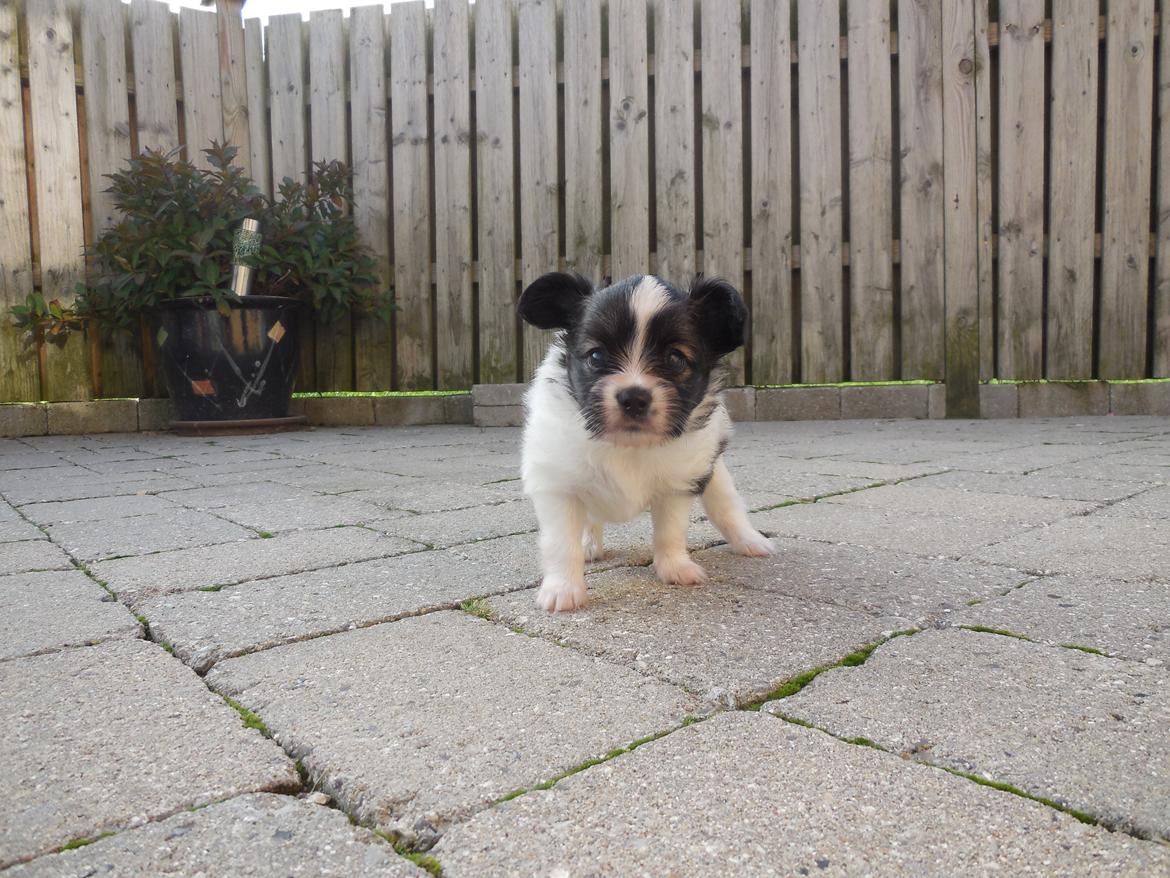 Papillon Askepots Koda "Cody" billede 40