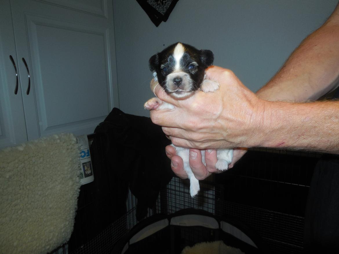 Papillon Askepots Koda "Cody" billede 43