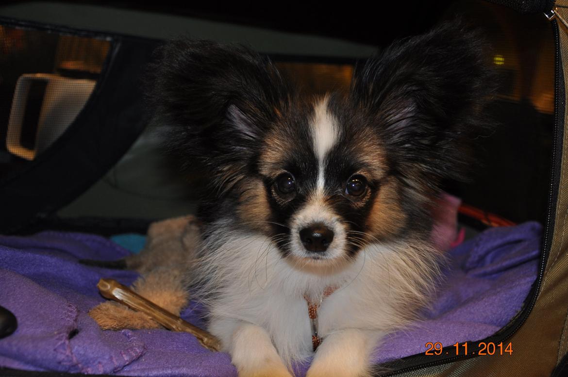 Papillon Askepots Koda "Cody" billede 46