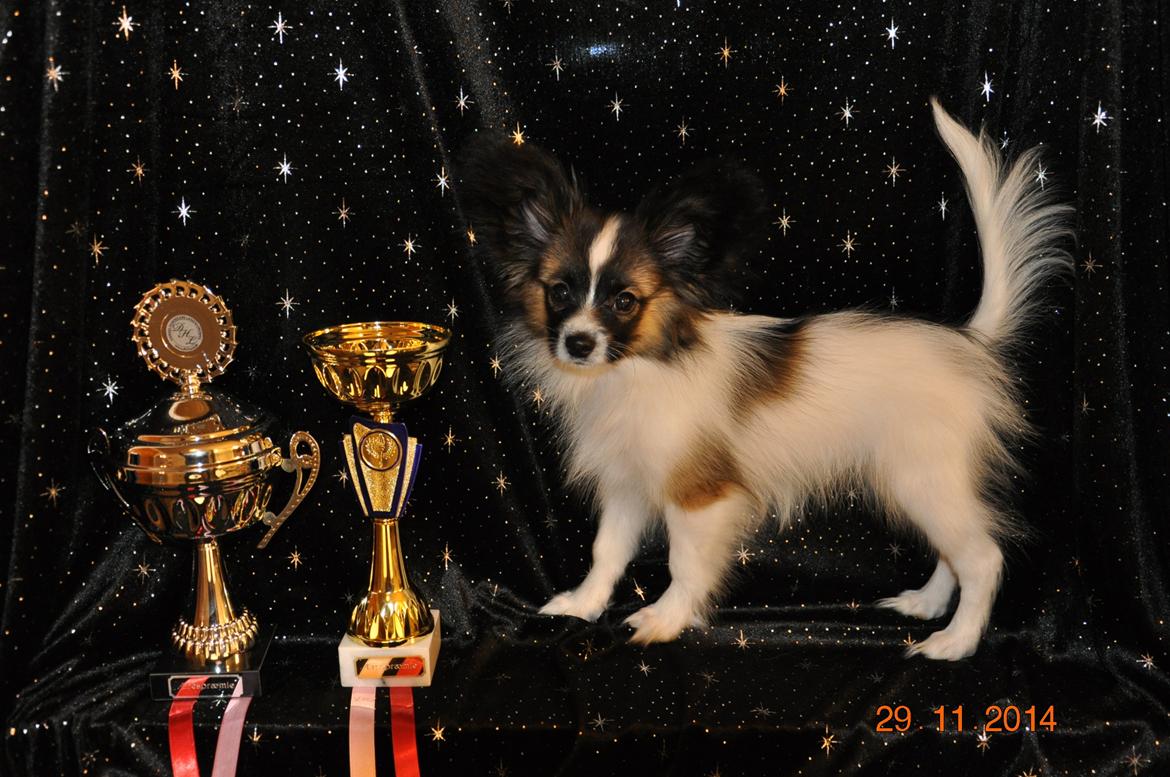 Papillon Askepots Koda "Cody" billede 47