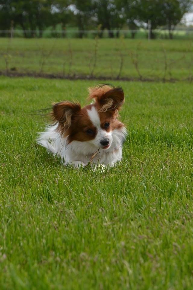 Papillon Jessi billede 2