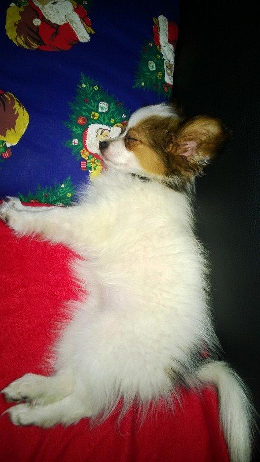 Papillon Jessi billede 7