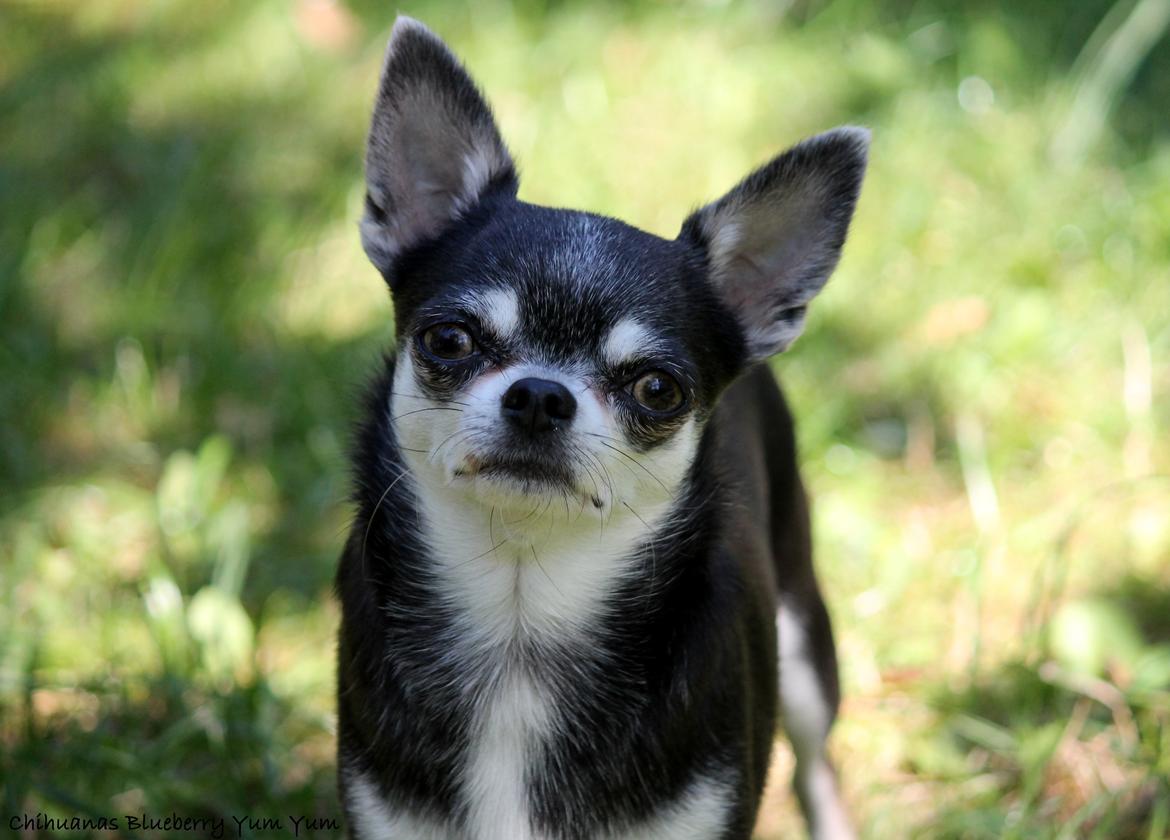 Chihuahua Chihuanas Blueberry Yum Yum - Evee - Sommeren 2015 - smukke lille Grå <3 billede 4