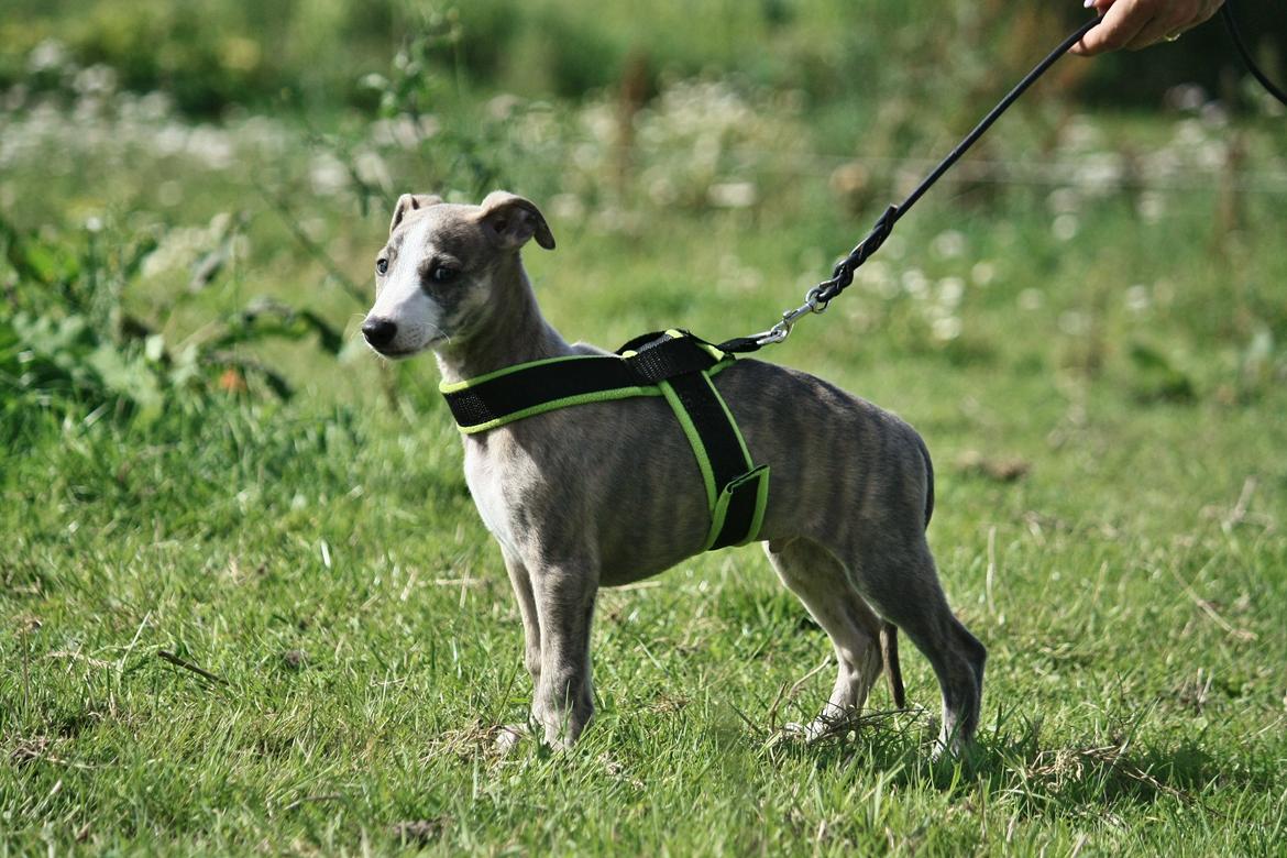 Whippet Silas (Tanalorn Kelvin Knock Out) billede 43