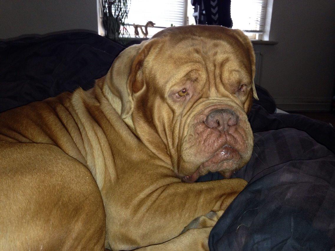 Dogue de bordeaux Butch billede 5