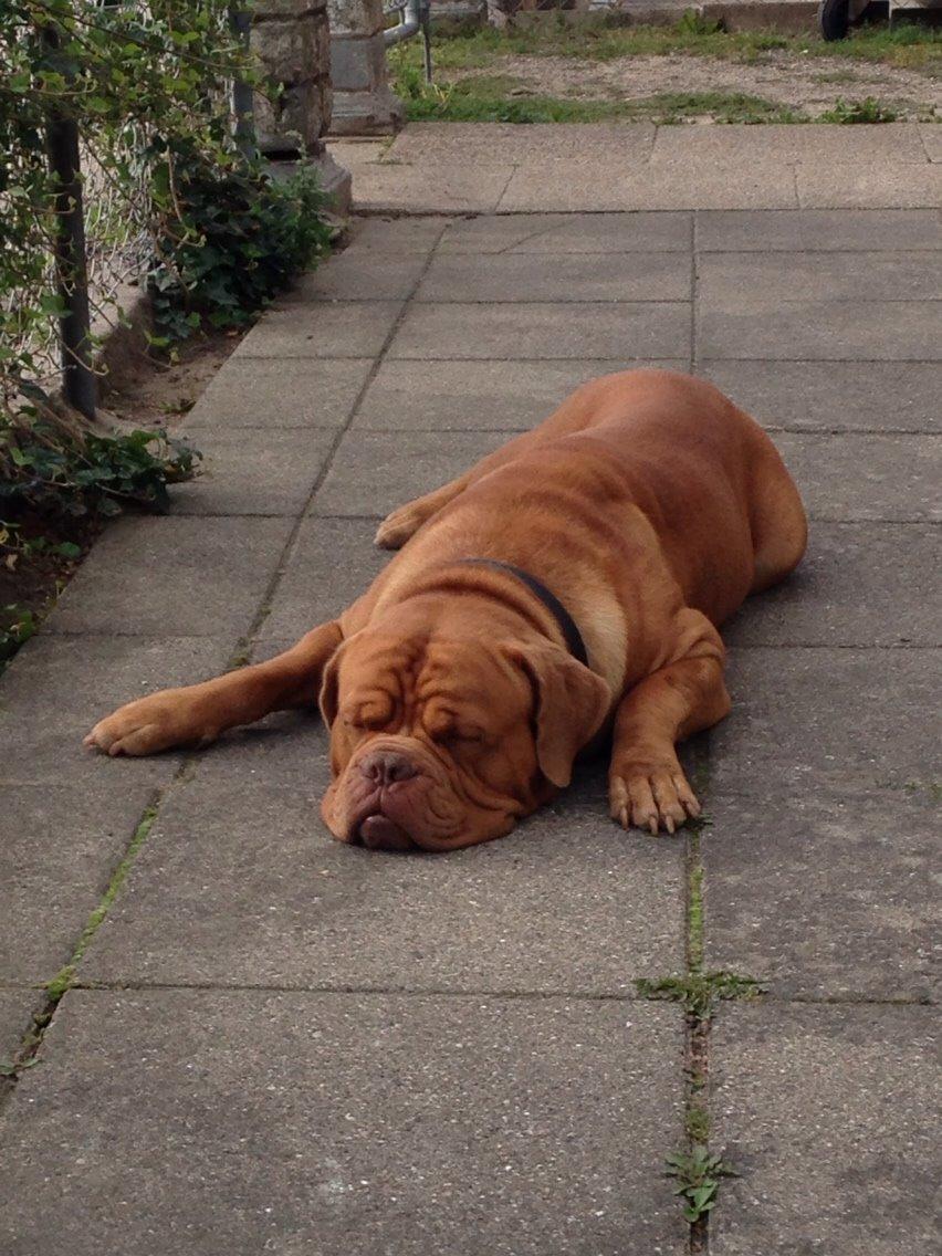 Dogue de bordeaux Butch billede 6